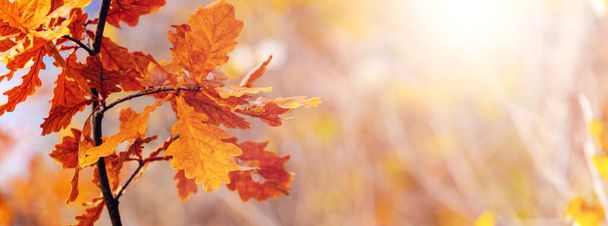 Φθινόπωρο φόντο σε ζεστά χρώματα με φύλλα δρυός σε θολή φόντο σε ηλιόλουστο καιρό, αντίγραφο χώρο - Φωτογραφία, εικόνα