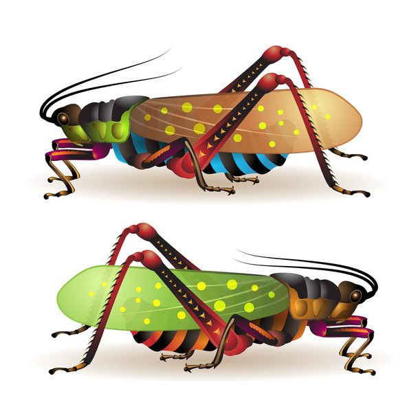 Grasshopper - ベクター画像