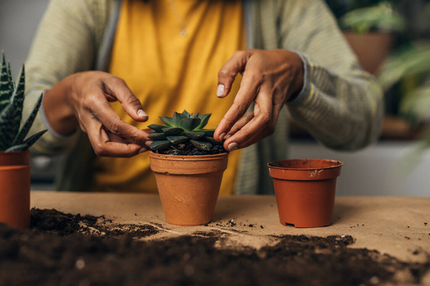 Closeup view of woman hands potting a houseplant - Foto, afbeelding