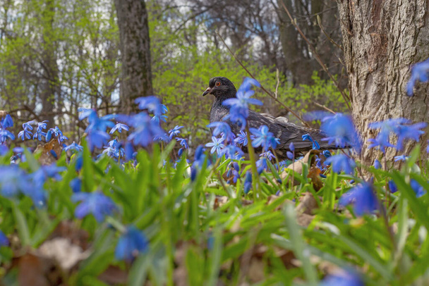 Pigeon on the meadow in blue scilla blossoming in spring - Photo, Image