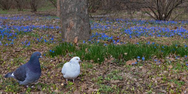 Pigeons on the meadow with blue scilla blossoming in spring - Photo, Image