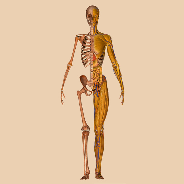 Menselijke anatomie spieren - Foto, afbeelding