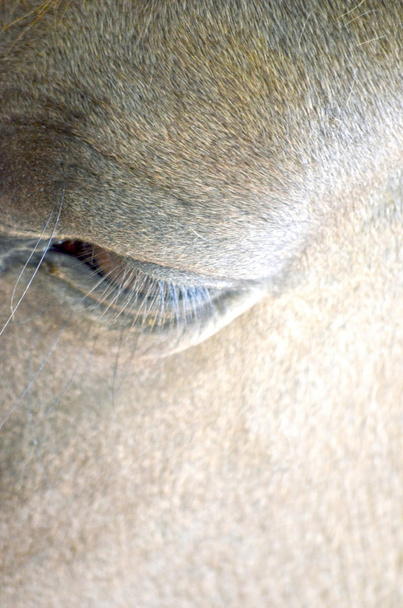 Zblízka obraz koňské oko dívá přímo na diváka. - Fotografie, Obrázek