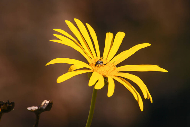 西ケープ州のセダーバーグ山脈にあるジャイアント樹脂ブッシュ(ユリヨプス菊)の黄色の花。南アフリカ - 写真・画像