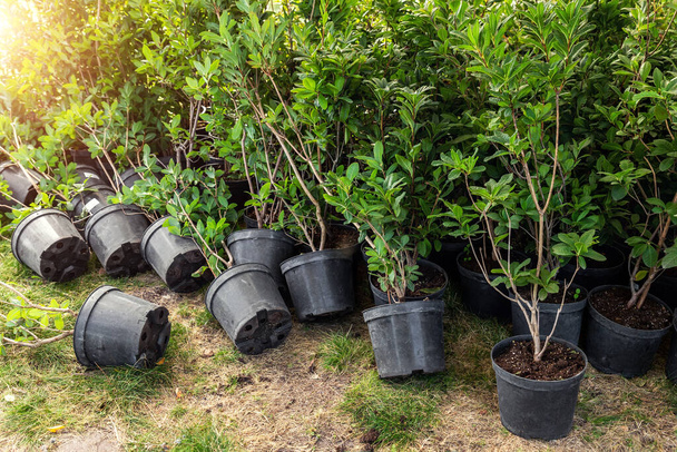 Many small plastic pots with rhododendron azalea flower bushes prepared for planting ornamental garden meadow sunny day. Seasonal plant transplantation. Landscaping design concept. Plant nursery sale. - Фото, изображение