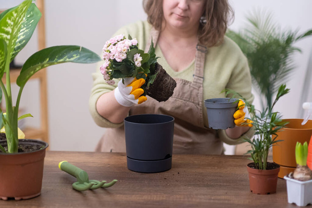 İçi bitkilerle dolu şık bir iç mekan. Kadın nazikçe Kalanchoe bitkisini yeni bir çömleğe naklediyor. Bahçe işlerinin neşesini anlatan bir sahne., - Fotoğraf, Görsel