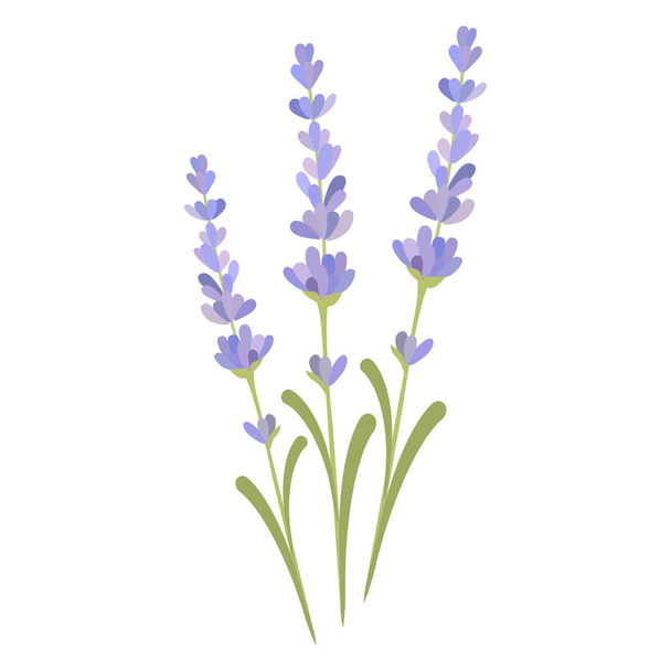  English lavender and true lavender also garden lavender, common and narrow-leaved lavender.Vector illustration isolated on white background. For template label, packing, web, menu, logo, textile, icon - Vettoriali, immagini