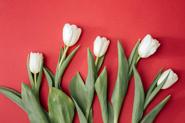 White tulips on the red background with shadow. Spring background with a bouquet of flowers with copy space. Top view - Foto, Imagem
