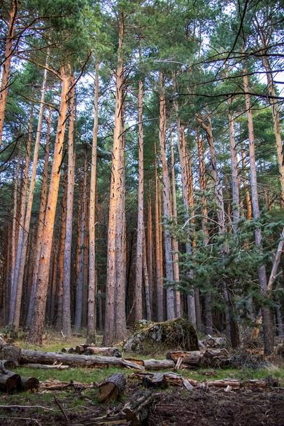 Lush pine forest in La Pedriza - Photo, image