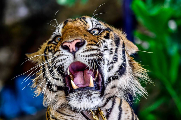 Tiger (Panthera tigris), captive, roaring, animal portrait, Pattaya, Thailand, Asia - Photo, image
