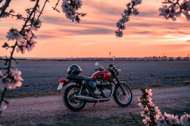 Marzec 2023 - Albacete, Hiszpania - Czerwony motocykl Triumph Bonneville T 100 na polnej drodze wśród kwitnących drzew migdałowych o zachodzie słońca - Zdjęcie, obraz