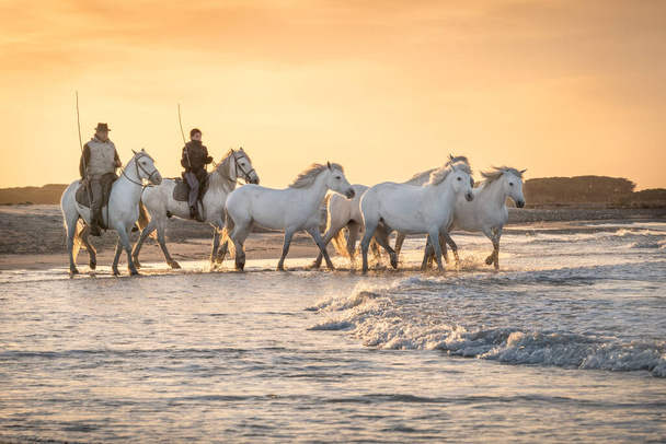 Camargue, Francia, 28 aprile 2019: Cavalli bianchi e due guardiani camminano in acqua nella palude in Camargue, Francia - Foto, immagini