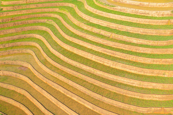 Vista aérea de terrazas de arroz con cáscara fresca, campos agrícolas verdes en el campo o área rural de Mu Cang Chai, valle de colinas de montaña en Asia, Vietnam. Naturaleza paisaje fondo. - Foto, imagen