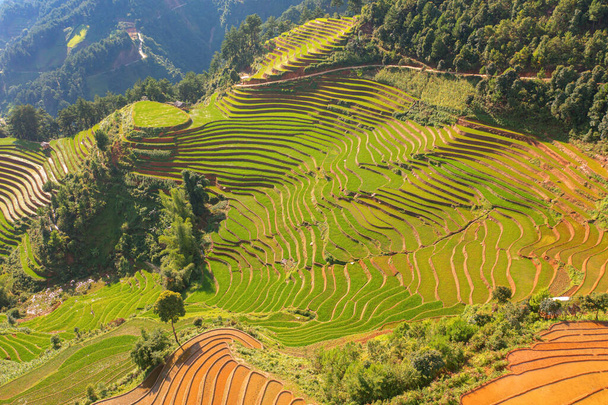 Aerial top view of fresh paddy rice terraces, green agricultural fields in countryside or rural area of Mu Cang Chai, mountain hills valley in Asia, Vietnam. Nature landscape background. - Photo, Image