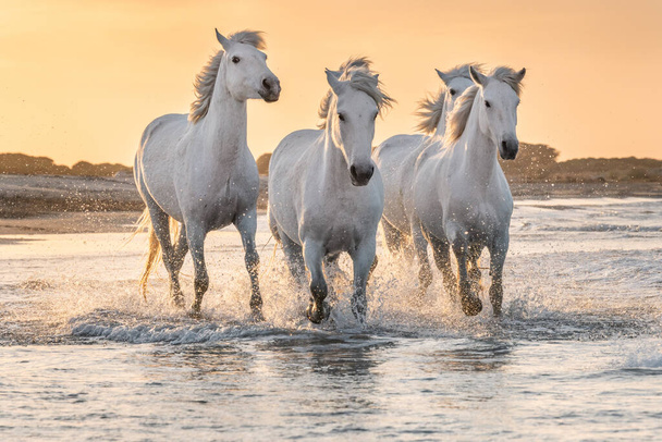 Una manada de caballos blancos corriendo por el agua. Imagen tomada en Camargue, Francia. - Foto, imagen