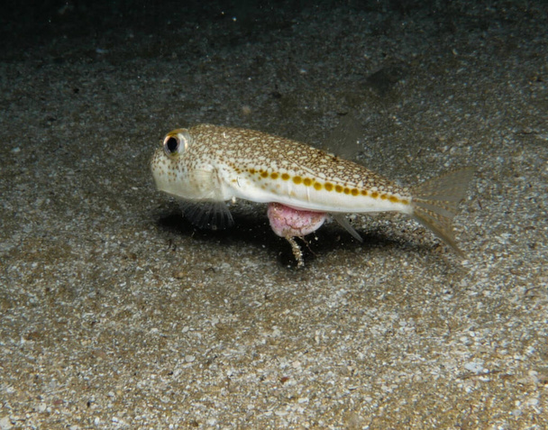Verletzter Gelbfleckkugelfisch in Seenot - Foto, Bild