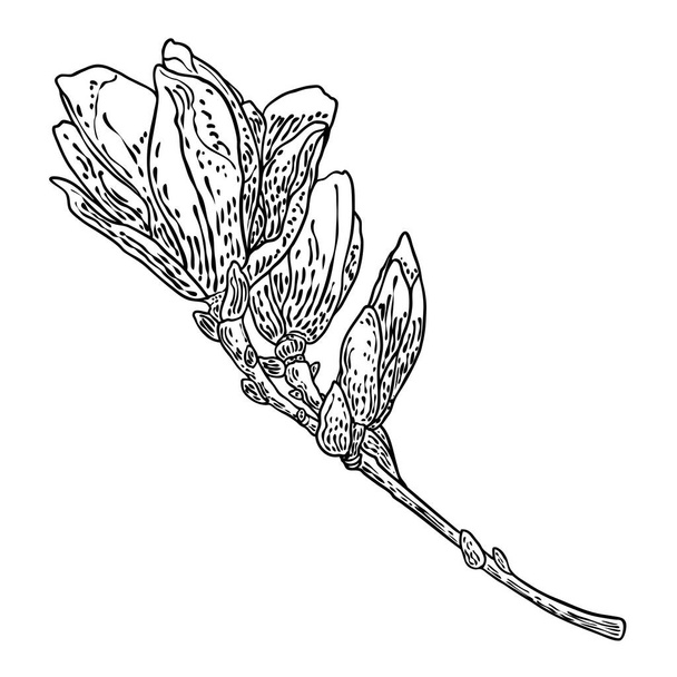 Magnolia flower drawing. Sketch of floral botany twig from real tree. Black and white with line art isolated on white background. Real life hand drawn illustration of magnolia bloom. Vector. - Vektori, kuva