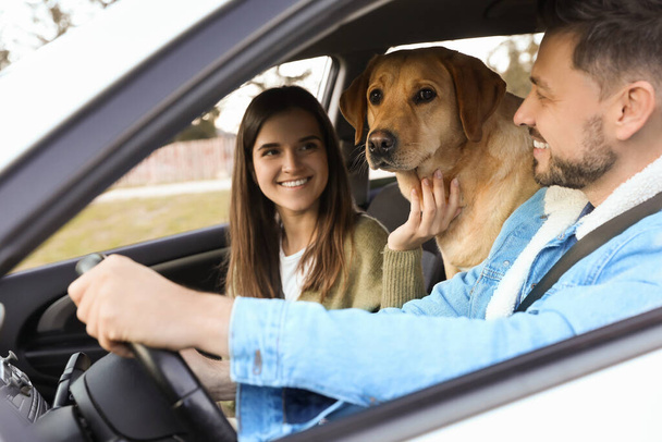 Happy couple and dog in car. Traveling with pet - Фото, изображение