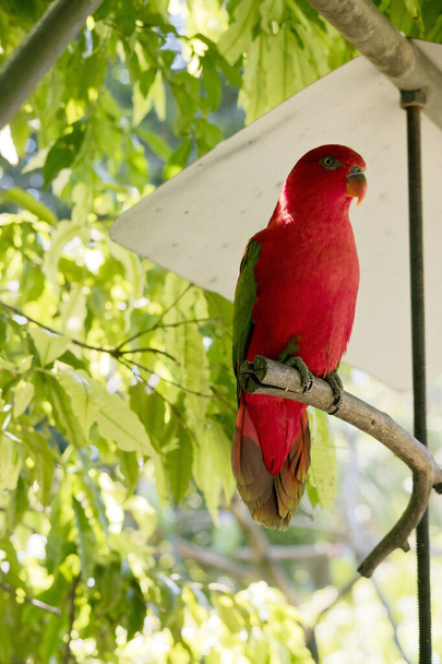 the red lory has a red body with some green and yellow on its wings - Foto, Imagem