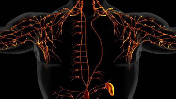 Human lymph nodes anatomy for medical concept 3D illustration - Photo, Image
