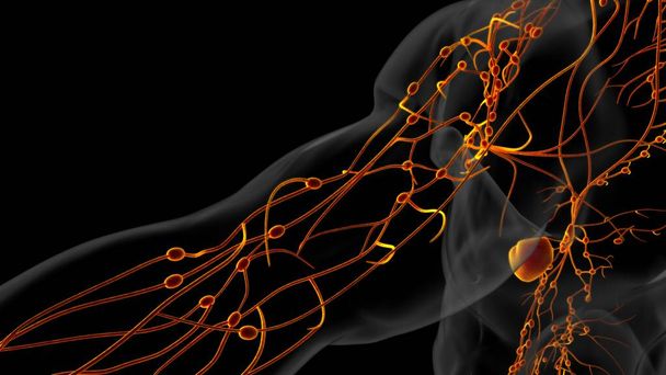 Human lymph nodes anatomy for medical concept 3D illustration - Photo, Image
