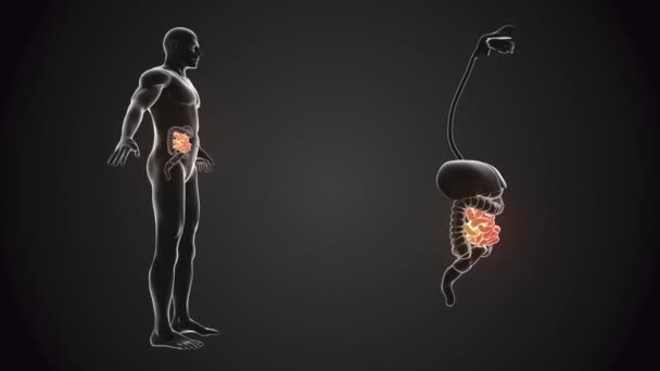 Emberi test vékonybéllel - Felvétel, videó