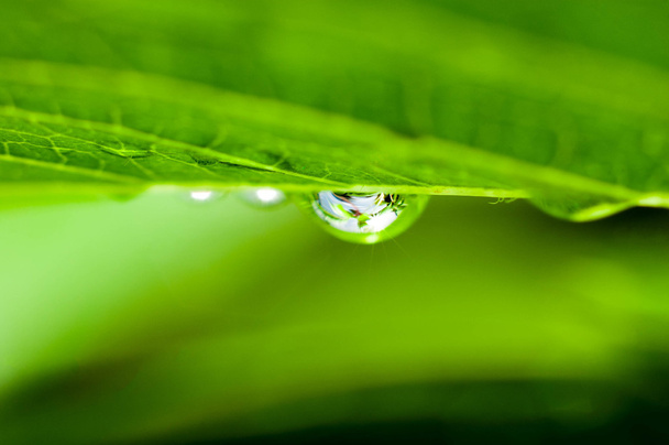 drop of water on the leaf - Photo, Image