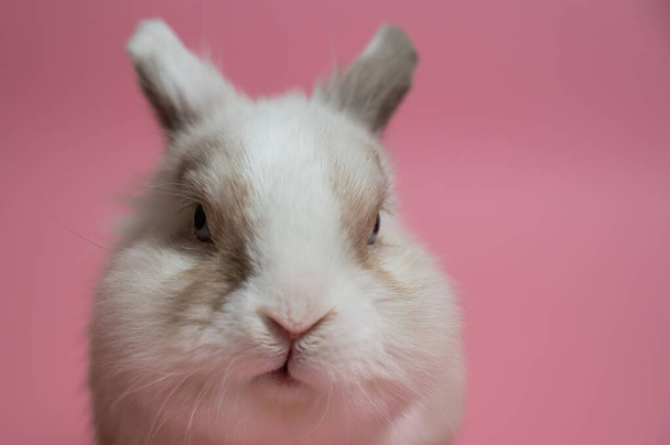 Portrait of a cute gray-white rabbit on a pink background - Photo, Image