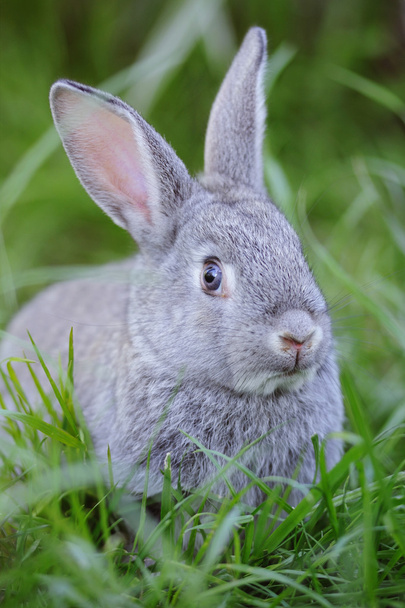 Grey baby rabbit in the grass - Photo, Image