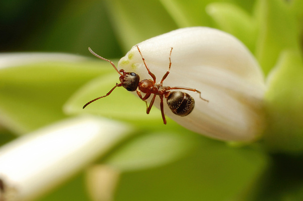 hormiga formica rufa en flor
 - Foto, Imagen