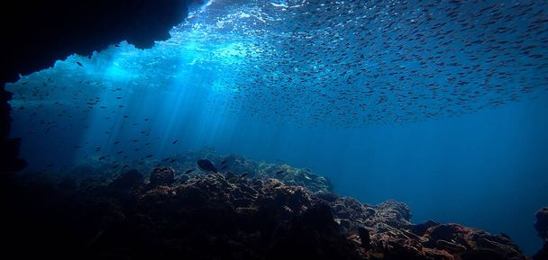 Fotografía artística submarina de rayos de luz solar y escuela de peces sobre un arrecife de coral - Foto, imagen