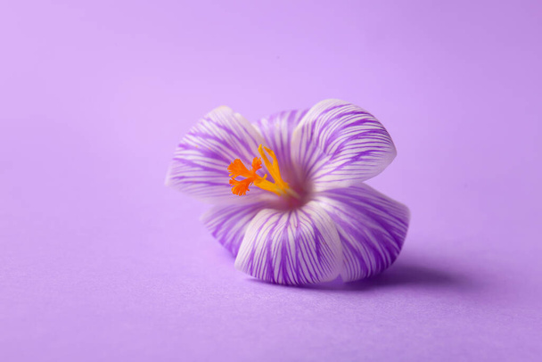 Красива квітка шафрану на бузковому фоні
 - Фото, зображення