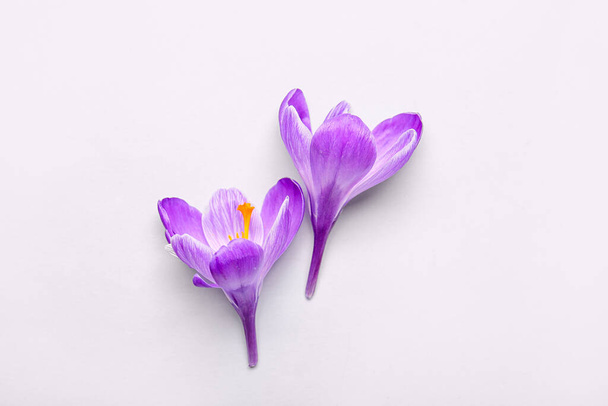Beautiful Saffron flowers on white background - Fotó, kép