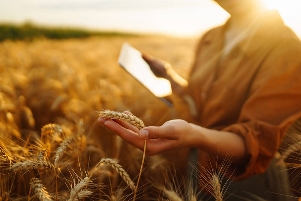 Tablet in the hands of a woman farmer. Smart farm. Idea of a rich harvest. - Fotografie, Obrázek