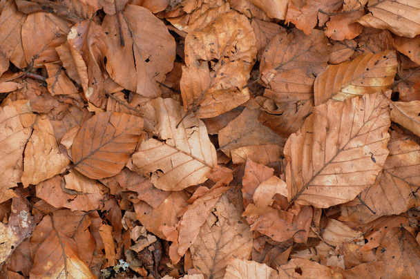 Πεσμένα φύλλα στο έδαφος στο δάσος. Ιστορικό φθινοπώρου. - Φωτογραφία, εικόνα