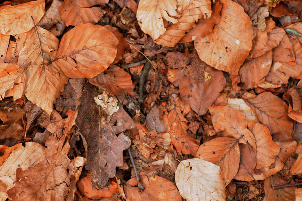 森の中の地面に落ちた葉。秋の背景. - 写真・画像