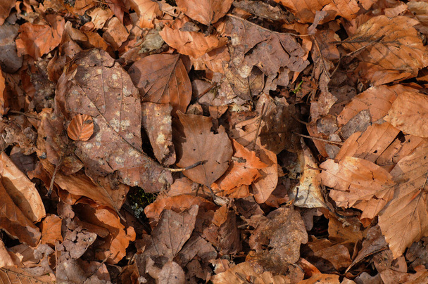 Folhas caídas no chão na floresta. Fundo de outono. - Foto, Imagem