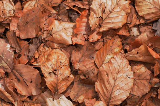 Lehullott őszi levelek a földön az erdőben. Őszi háttér - Fotó, kép