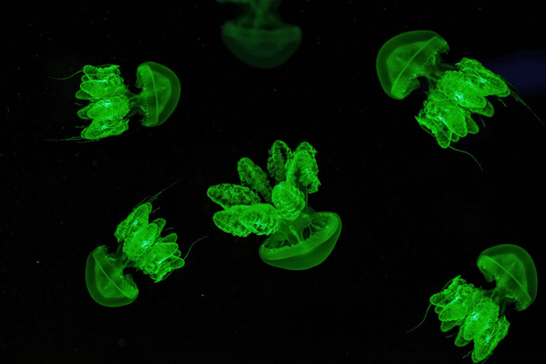 Σκοποβολή macro Lychnorhiza lucerna υποβρύχια close up - Φωτογραφία, εικόνα