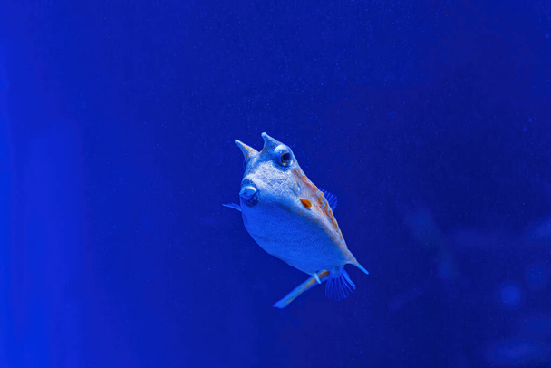 Подводный снимок рыбы Lactoria cornuta крупным планом - Фото, изображение