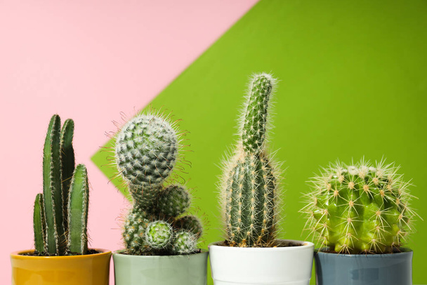 Przytulny dom lub rośliny domowe hobby - kaktusy - Zdjęcie, obraz