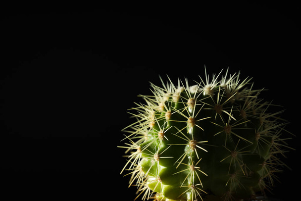 Kodikas harrastus kasvava talo tai sisäkasvit - kaktus - Valokuva, kuva