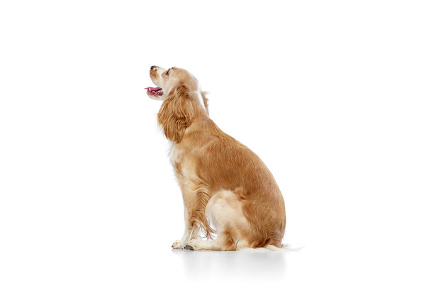 Side view studio image of beautiful dog, english cocker spaniel calmly sitting and looking away against white background. Concept of domestic animal, motion, action, animal life. Copyspace for ad. - Fotó, kép