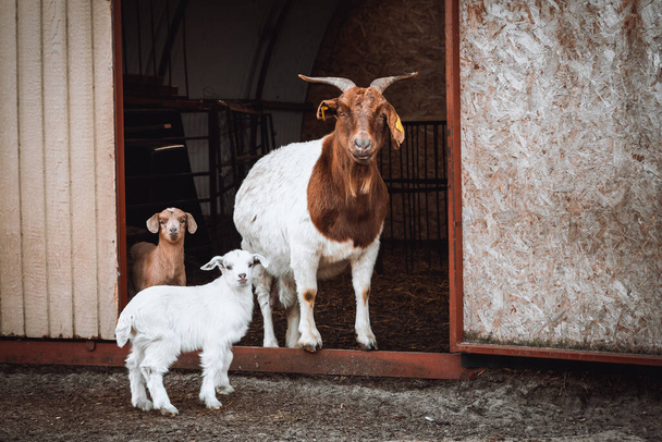 Familia de cabras marrones y blancos. Cabra madre de pie con cabritos de cabra pequeños en frente de su granja. - Foto, imagen