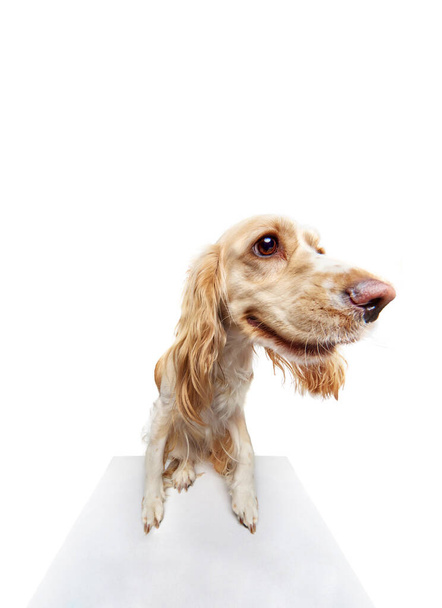 Studio fish-eye image of beautiful dogs muzzle, english cocker spaniel looking at camera against white background. Concept of domestic animal, motion, action, pets love, animal life. Copyspace for ad - 写真・画像