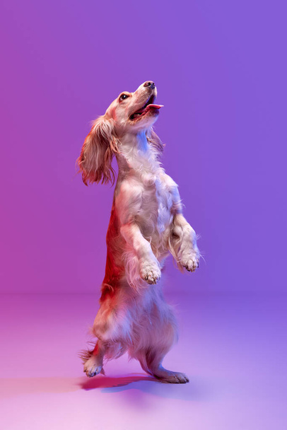 Studio image of playful, beautiful dog, english cocker spaniel standing on hind legs against gradient pink purple background. Concept of domestic animal, motion, action, animal life. Copyspace for ad. - Fotó, kép