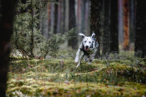 Dalmatian running dog in the forest. - Foto, afbeelding