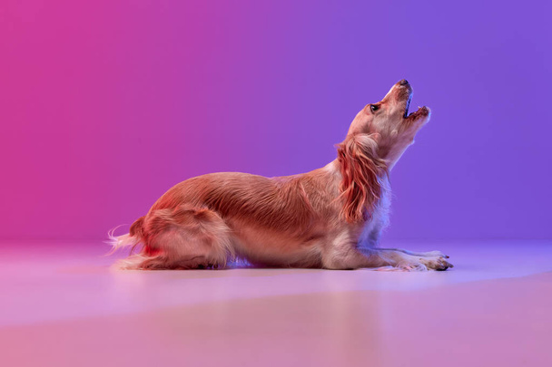 Studio image of beautiful dog, golden english cocker spaniel lying and howling against gradient pink purple background. Concept of domestic animal, motion, pets love, animal life. Copyspace for ad. - Fotografie, Obrázek