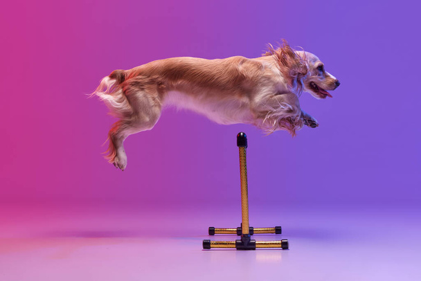 Studio image of smart dog, english cocker spaniel jumping over barrier against gradient pink purple background. Concept of domestic animal, motion, action, pets love, animal life. Copyspace for ad. - Foto, Imagen