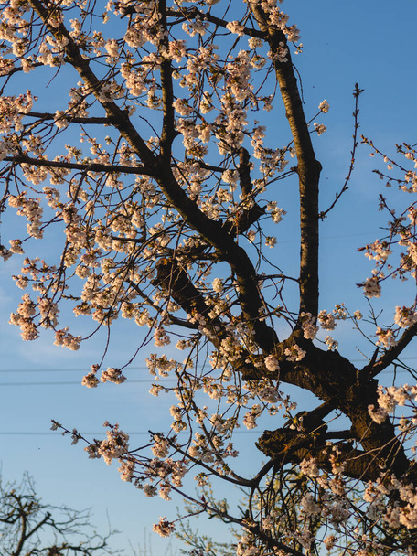 Pomar de cerejeira florescente durante a primavera na área de Busseto Villanova na Emília Romanha Piacenza ao pôr-do-sol - Foto, Imagem